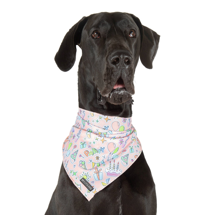 Birthday Gifts for Dogs
