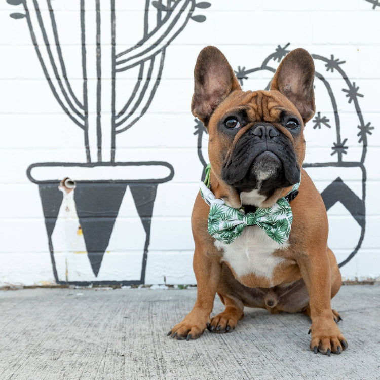 Paradise Palm Collar + Bow Tie