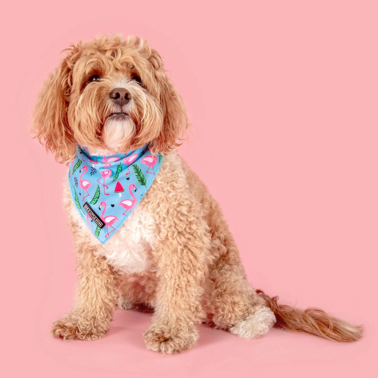 Flocking Fabulous Bandana