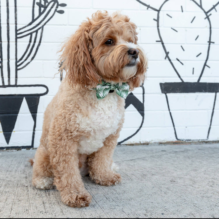 Paradise Palm Collar + Bow Tie