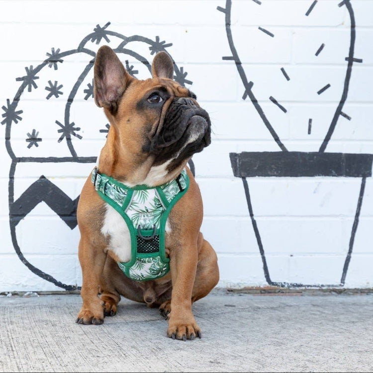 Paradise Palm All-Rounder Harness