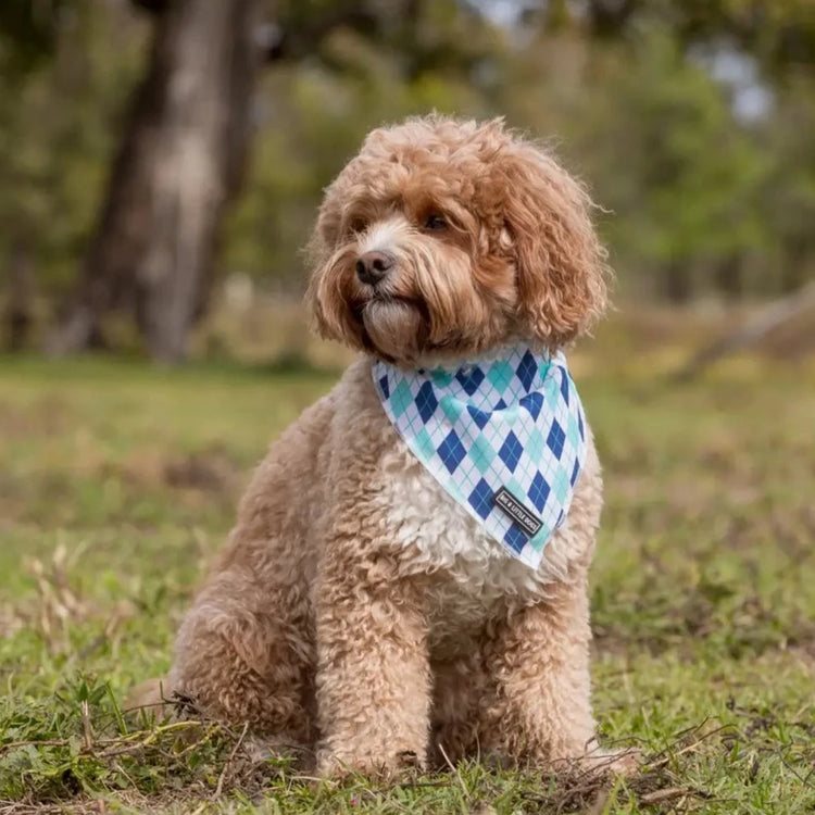 Blue Diamonds Bandana