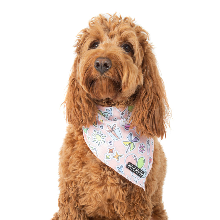 Birthday Gifts for Dogs