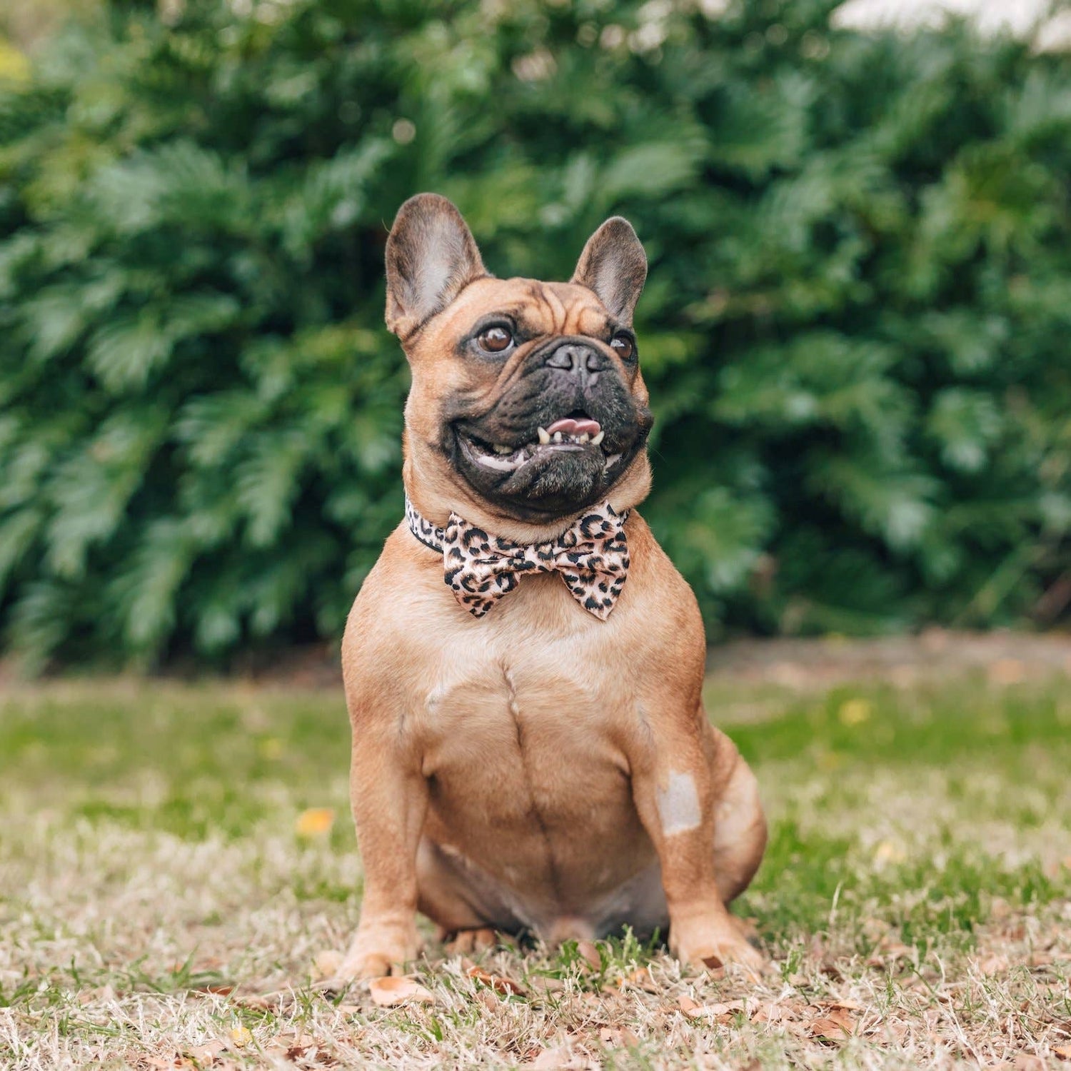leopard print dog collar