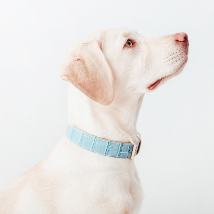 Blue Leather Collar