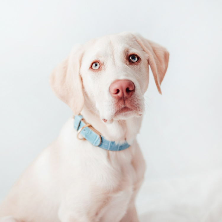 Blue Leather Collar
