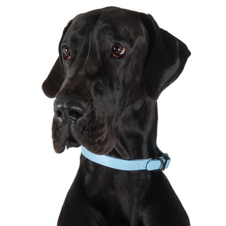 Baby Blue Waterproof Collar