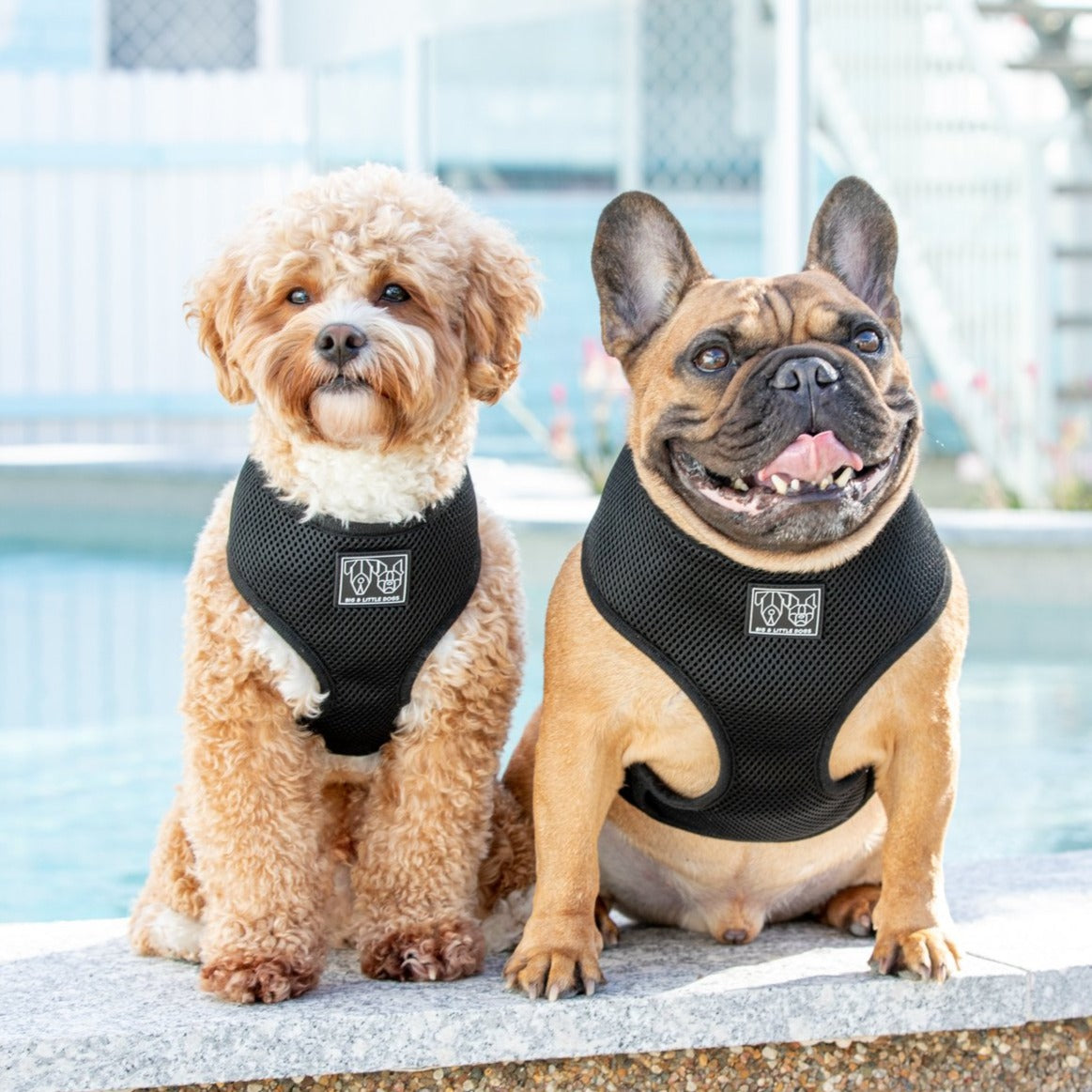 Boutique 2024 dog harness