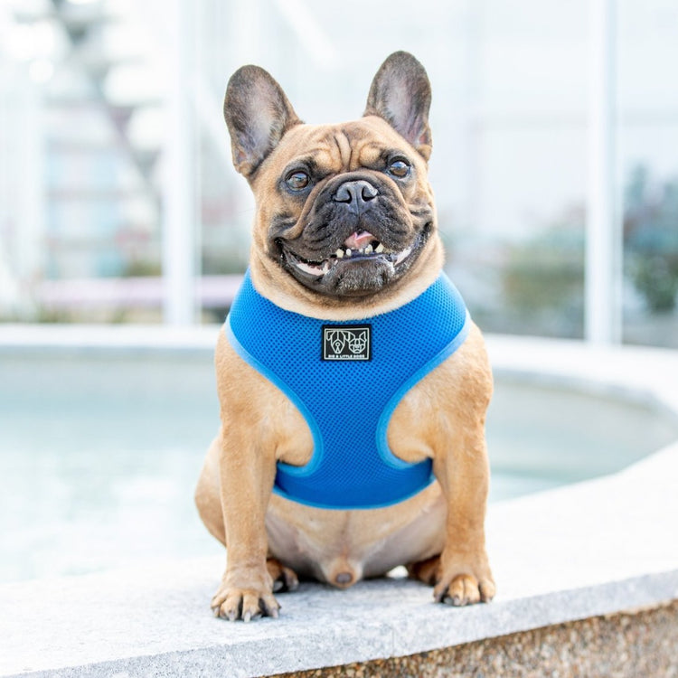 Cobalt Blue Harness