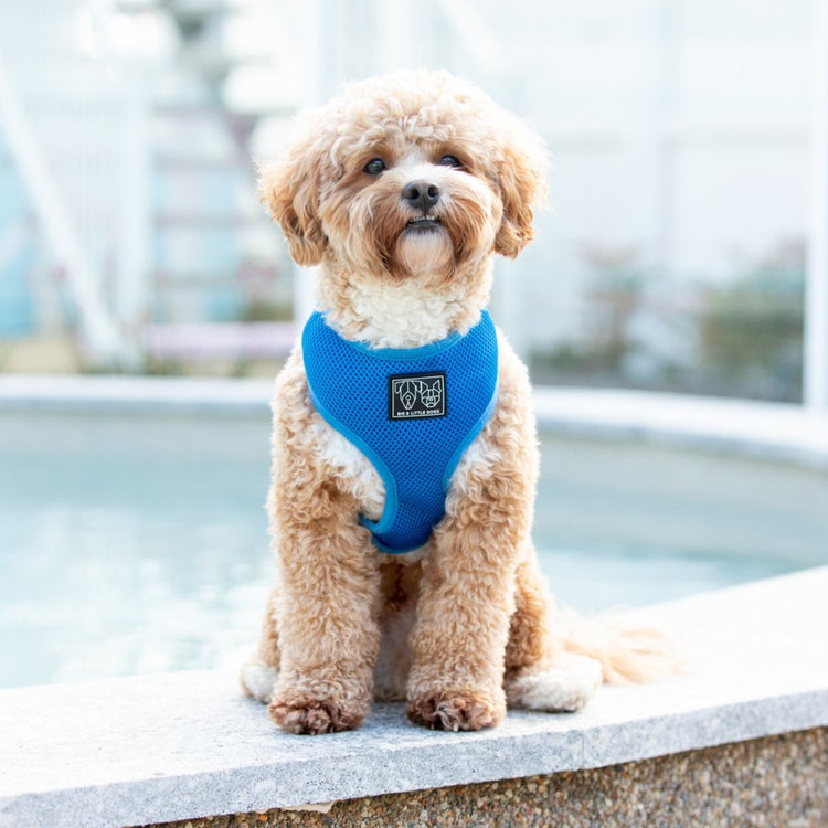 Cobalt Blue Harness