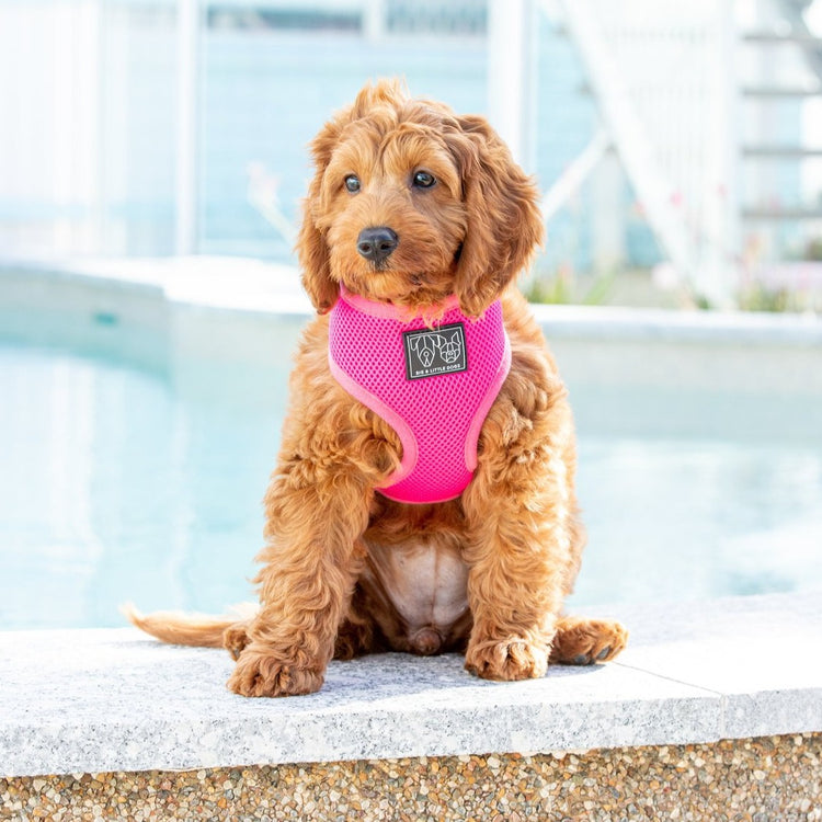 Hot Pink Harness