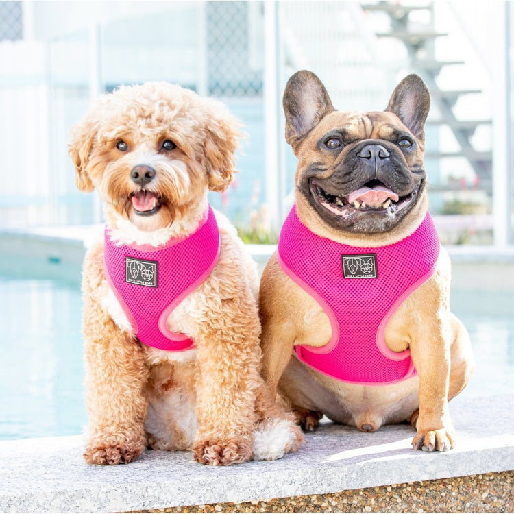 Hot Pink Harness