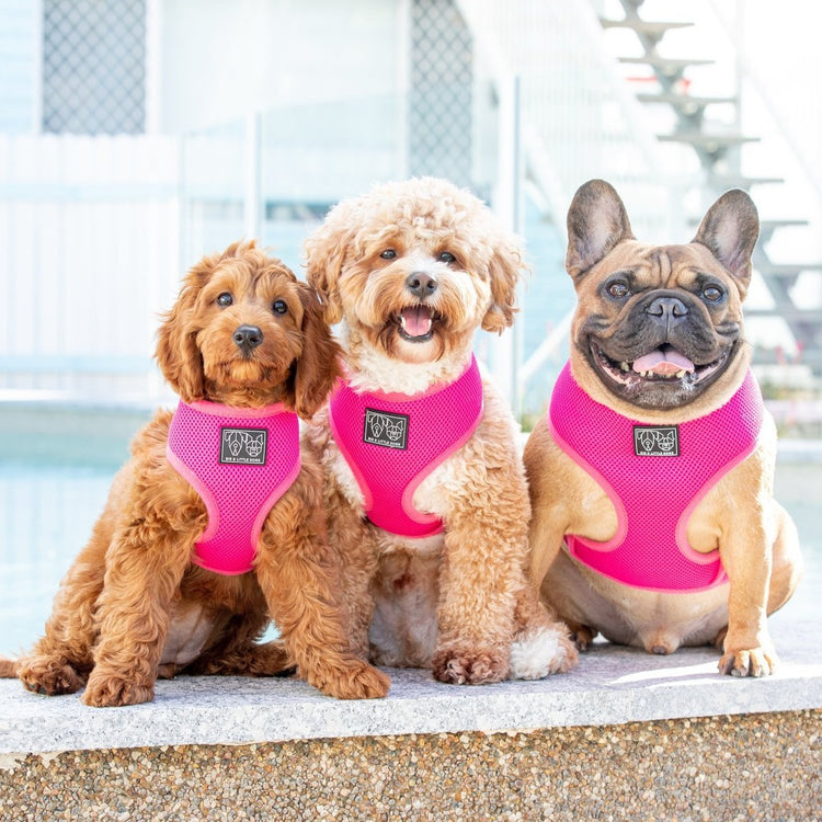 Hot Pink Harness