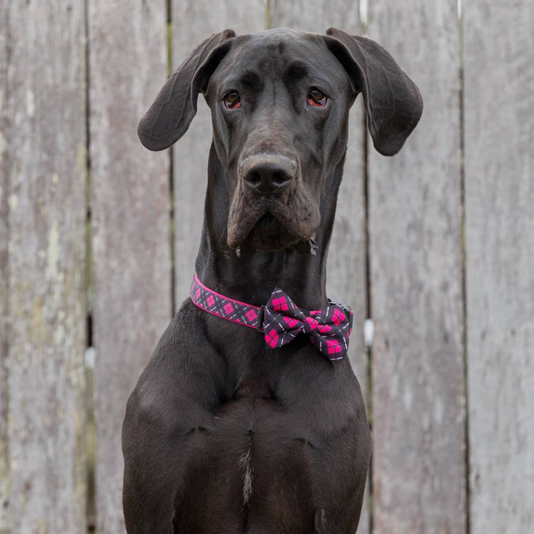 Her Plaid Collar + Bow Tie