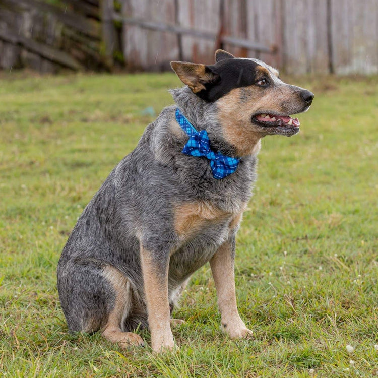 His Plaid Collar + Bow Tie