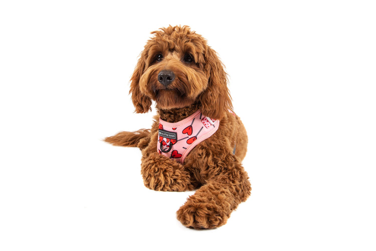 Love Hearts Adjustable Harness