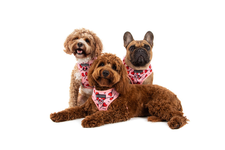 Love Hearts Adjustable Harness