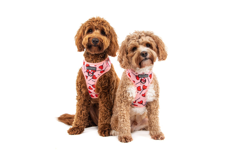 Love Hearts Adjustable Harness