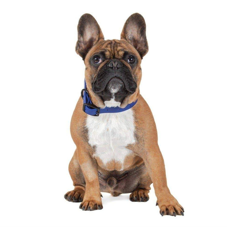 Navy Waterproof Collar