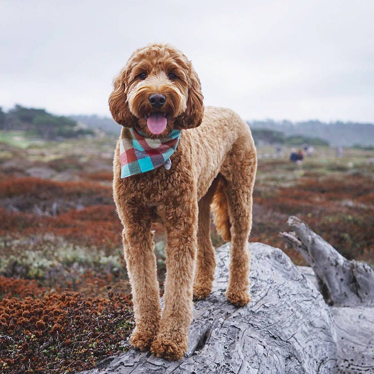 Taos Check Flannel Bandana