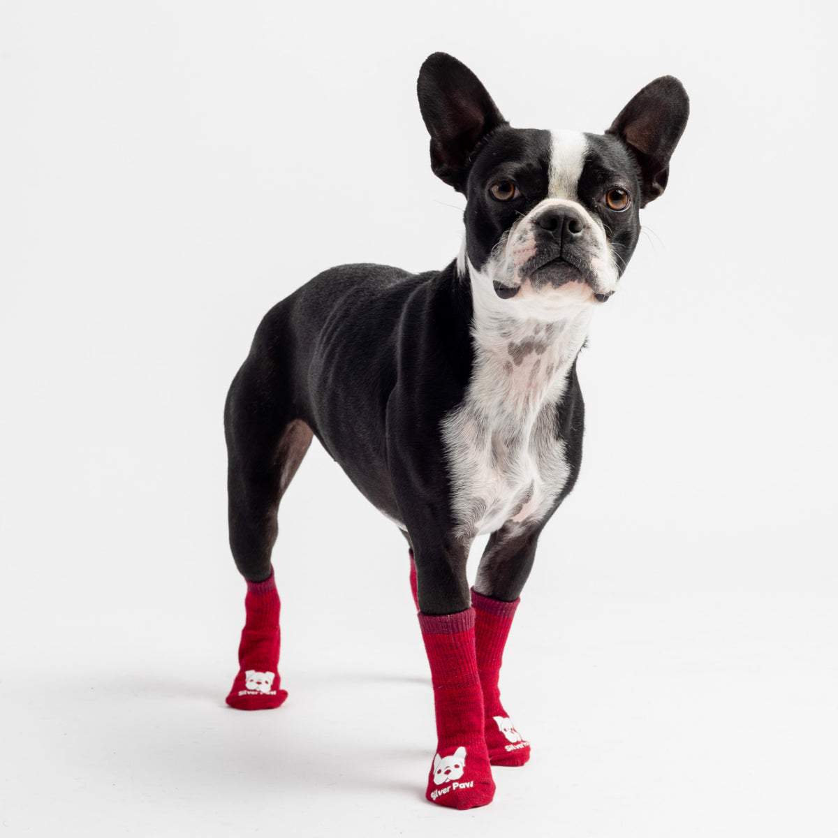Compression Socks for Dogs by Silver Paw
