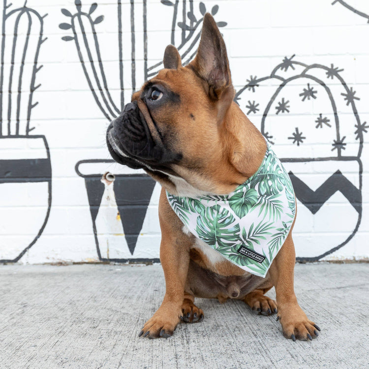 Paradise Palm Bandana