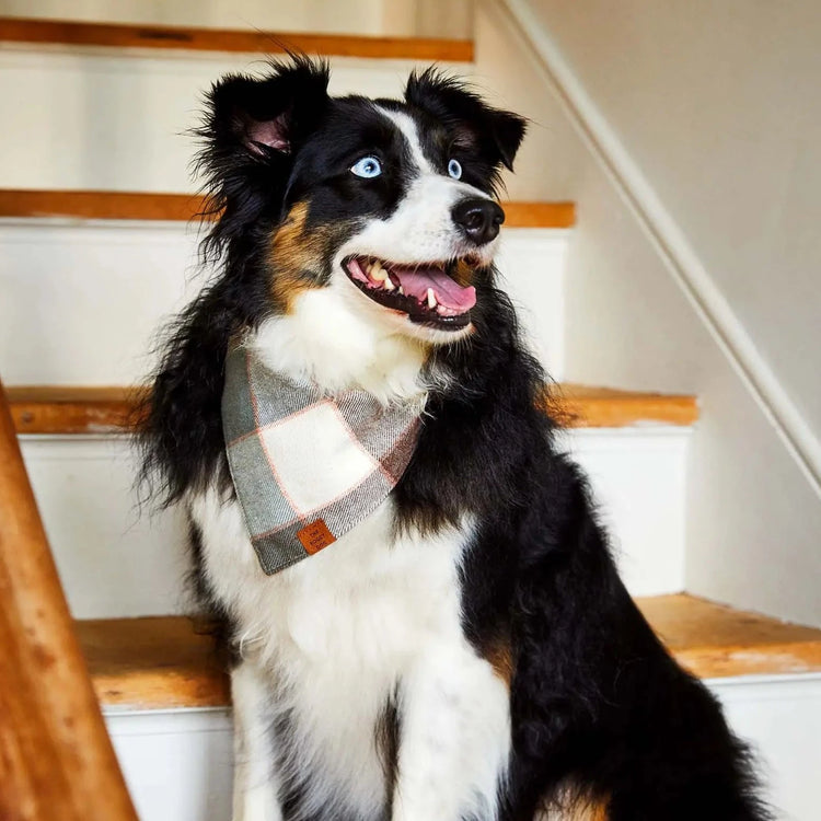 Aspen Plaid Flannel Dog Bandana