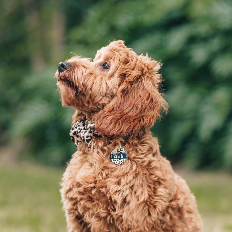 Leopard Dog Collar