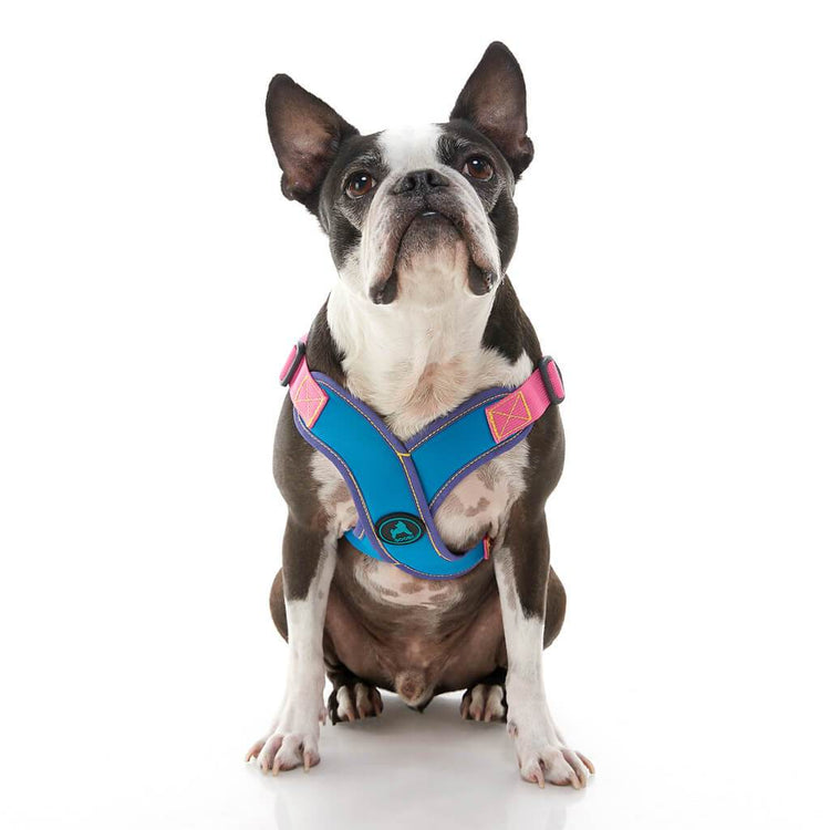 Comfort X Step-In Harness - Pink/Blue