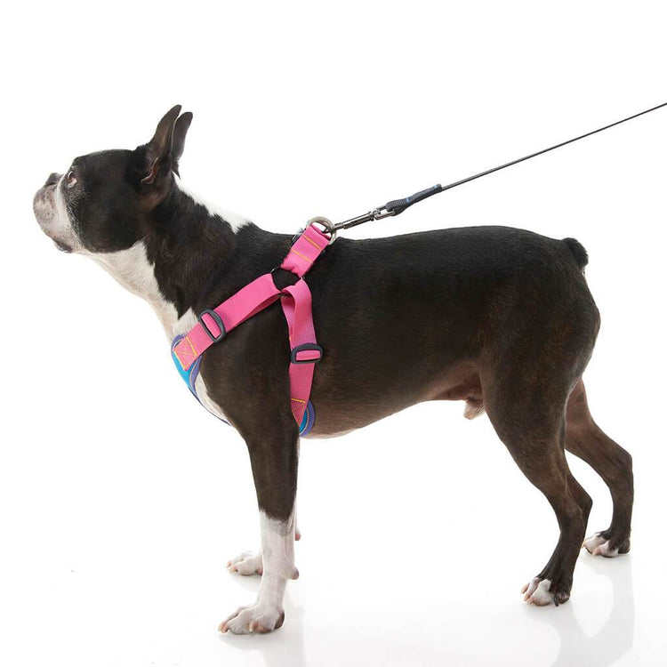 Comfort X Step-In Harness - Pink/Blue