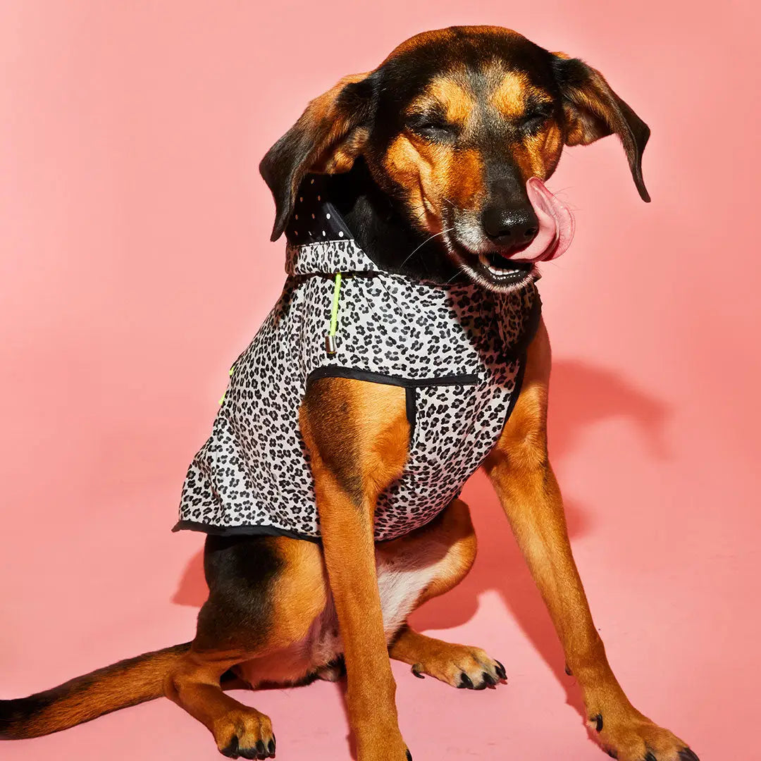 Black White Leopard Print Dog Raincoat w Hood Ware of the Dog Barklife Boutique