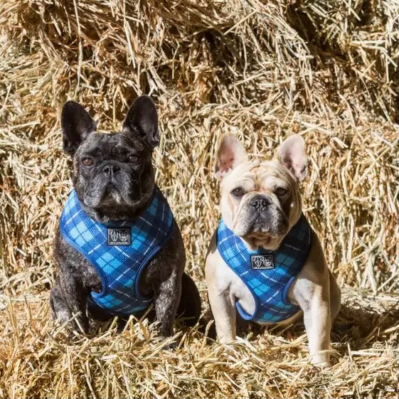His Plaid Harness