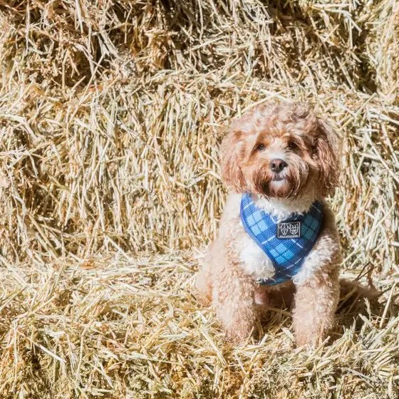 His Plaid Harness