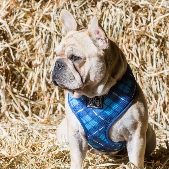His Plaid Harness