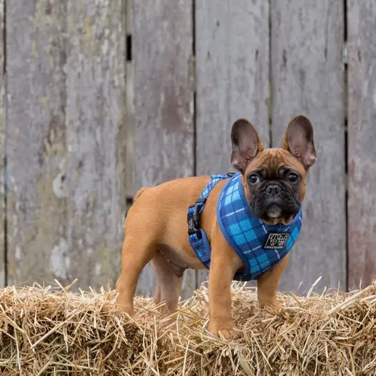 His Plaid Harness