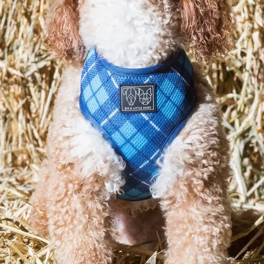 His Plaid Harness