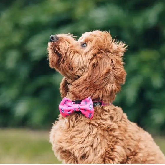 Pink Lightening Collar + Bow Tie