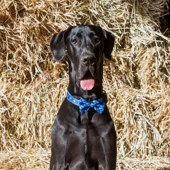 His Plaid Collar + Bow Tie