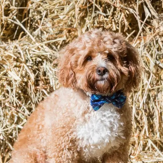 His Plaid Collar + Bow Tie