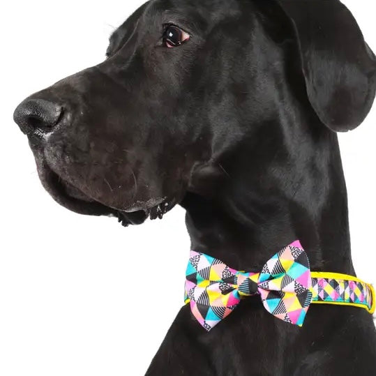 All-Sorts Collar + Bow Tie