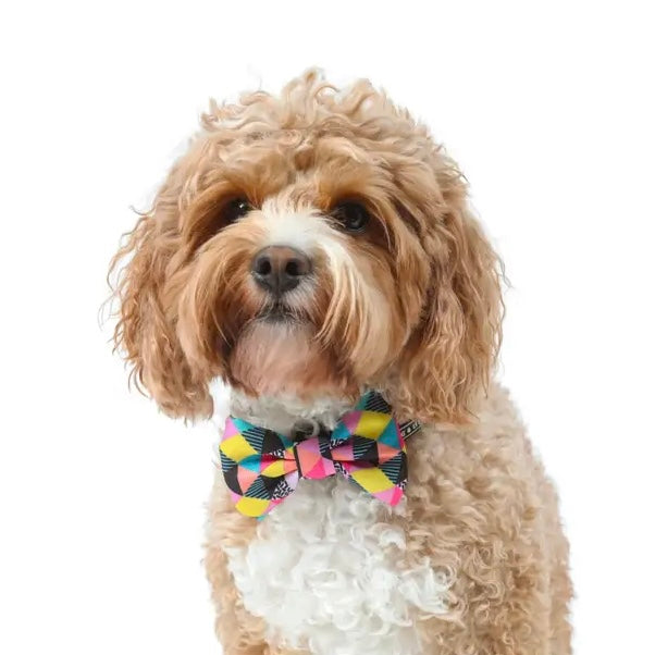 All-Sorts Collar + Bow Tie