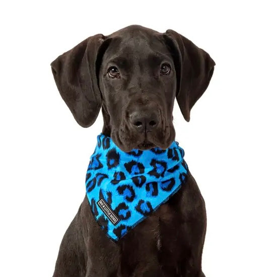 Blue Leopard Dog Accessories