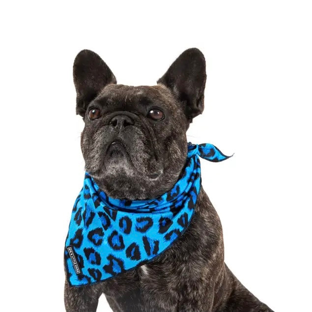 Blue Leopard Dog Accessories