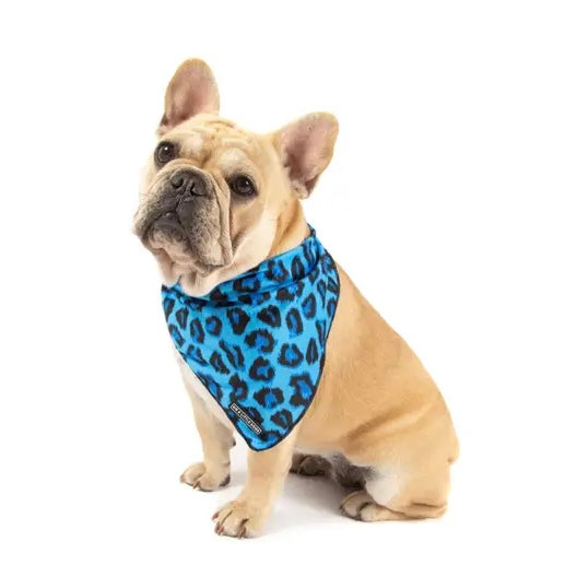 Blue Leopard Dog Accessories