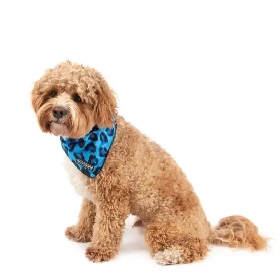 Blue Leopard Dog Accessories