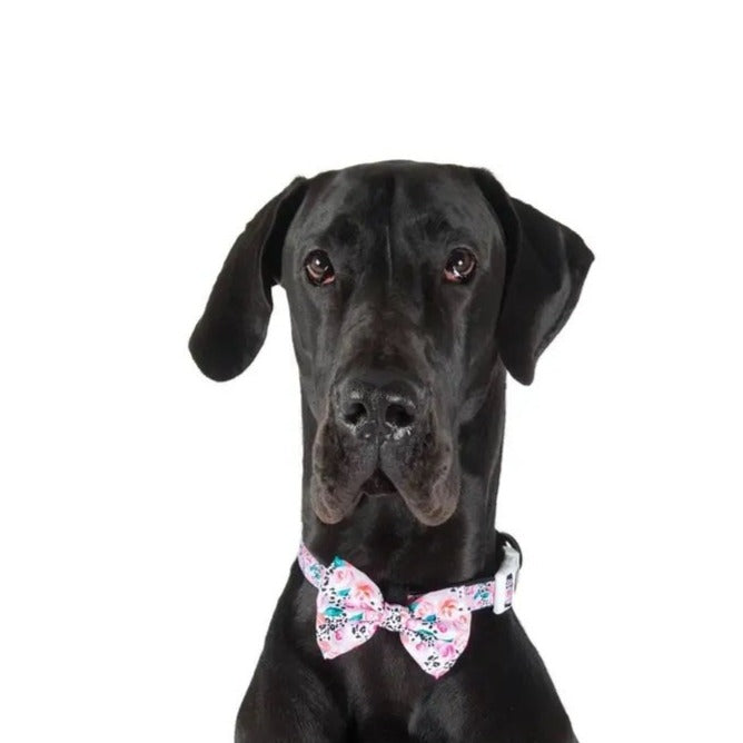 Pretty Peony Collar + Bow Tie