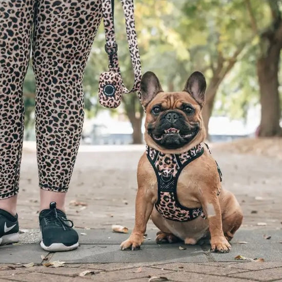 Leopard Print Dog Harness