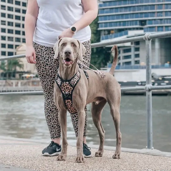 Leopard Print Dog Harness