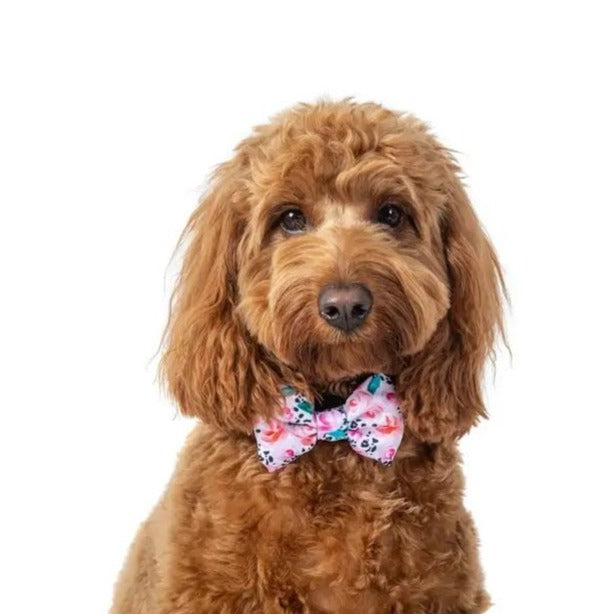 Pretty Peony Collar + Bow Tie
