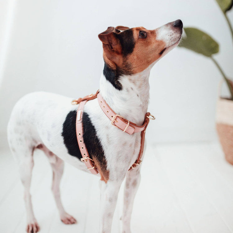 Pink Leather Strap Harness